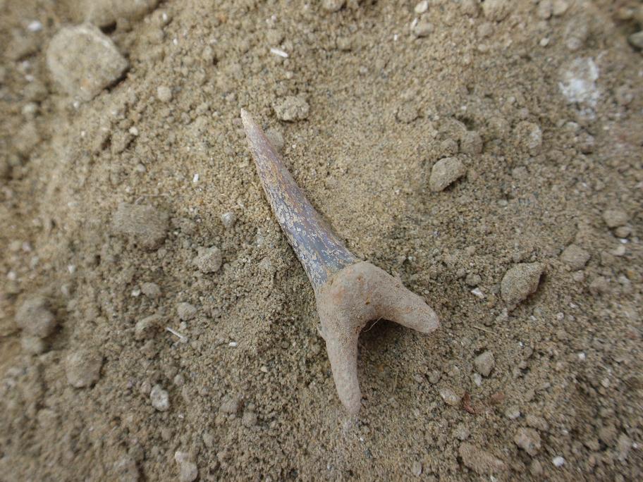 Escursione paleontologica in Toscana