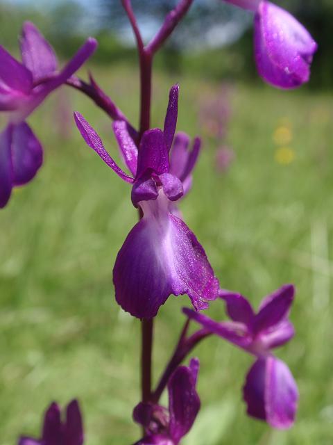 Escursione orchidofila nelle Langhe  (15 maggio)