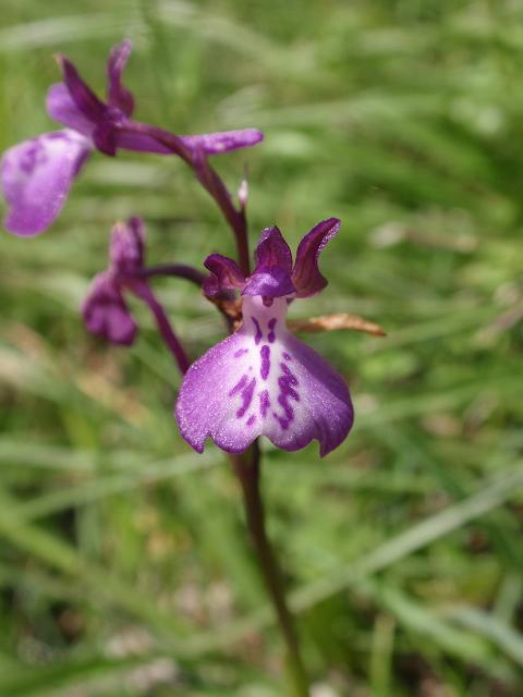 Escursione orchidofila nelle Langhe  (15 maggio)