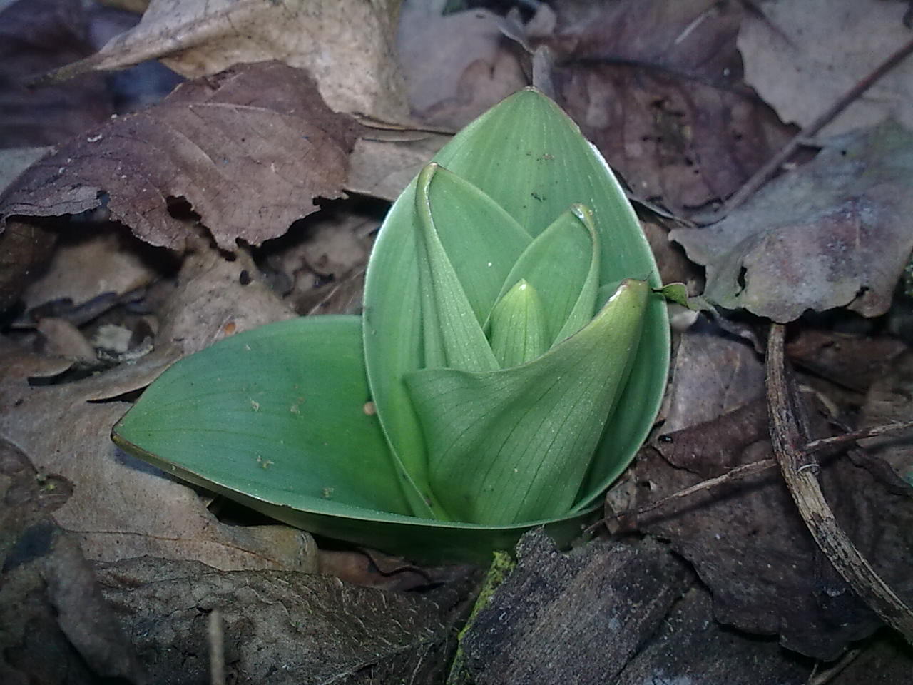 Prime orchidee anche in Piemonte..