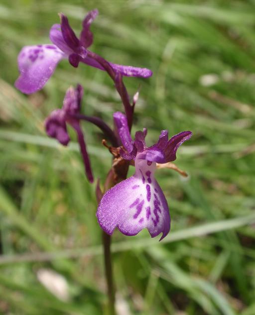 Escursione orchidofila nelle Langhe  (15 maggio)