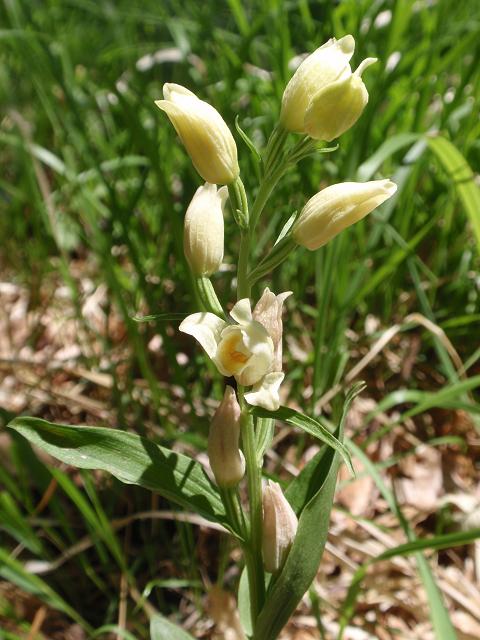 Escursione orchidofila nelle Langhe  (15 maggio)