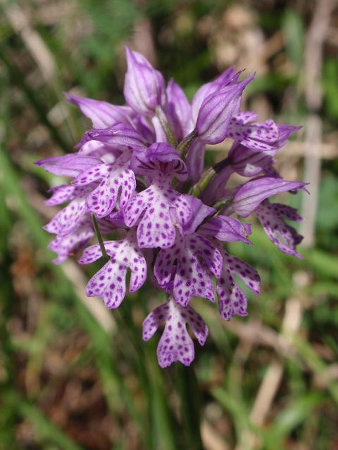 Escursione orchidofila nelle Langhe  (15 maggio)