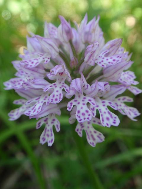 Escursione orchidofila nelle Langhe  (15 maggio)