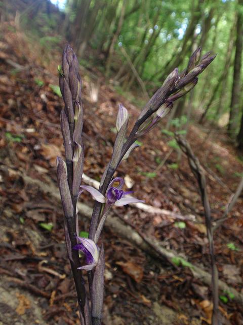 Escursione orchidofila nelle Langhe  (15 maggio)