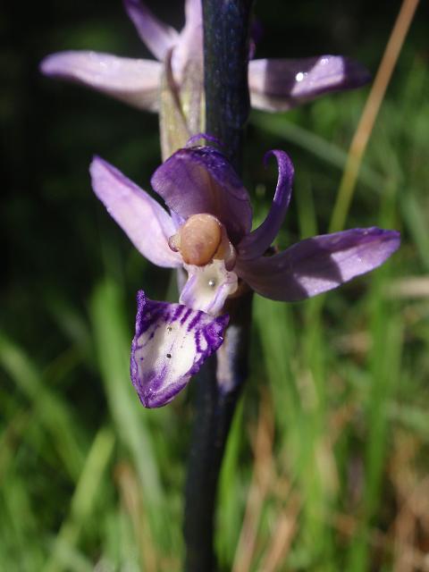 Escursione orchidofila nelle Langhe  (15 maggio)