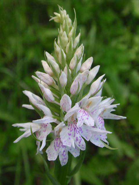 Escursione orchidofila nelle Langhe  (15 maggio)