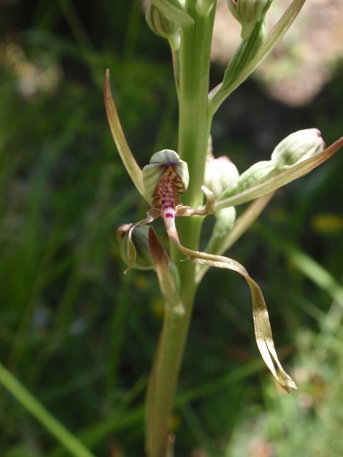 Escursione orchidofila nelle Langhe  (15 maggio)