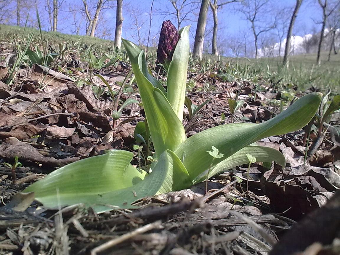 Prima Orchis purpurea in Piemonte