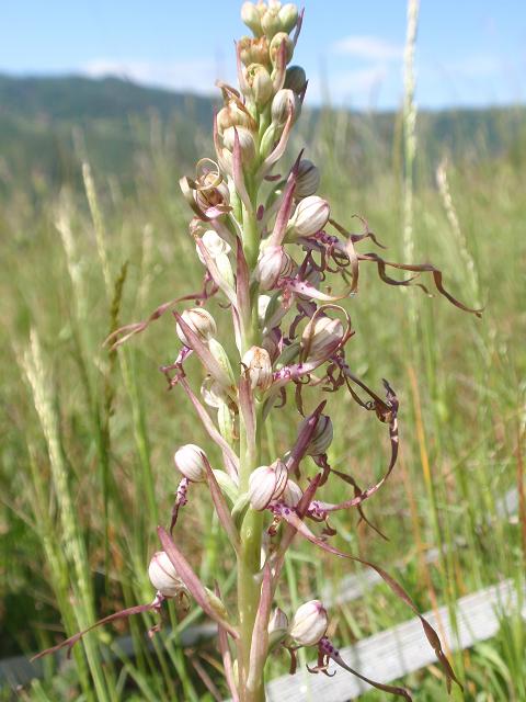 Escursione orchidofila nelle Langhe  (15 maggio)