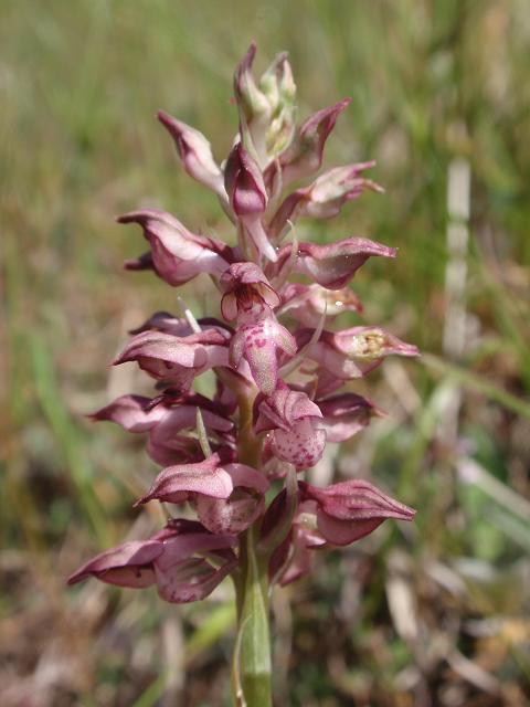 Escursione orchidofila nelle Langhe  (15 maggio)