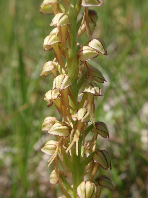 Escursione orchidofila nelle Langhe  (15 maggio)