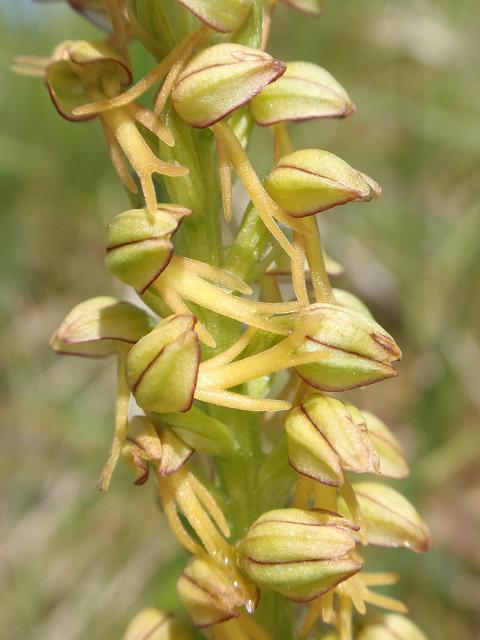 Escursione orchidofila nelle Langhe  (15 maggio)