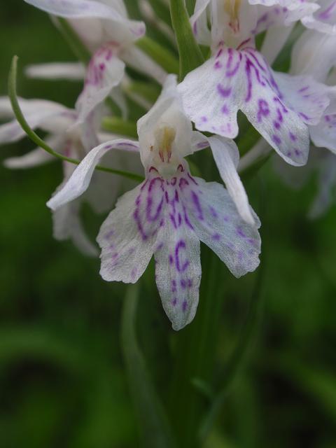 Escursione orchidofila nelle Langhe  (15 maggio)