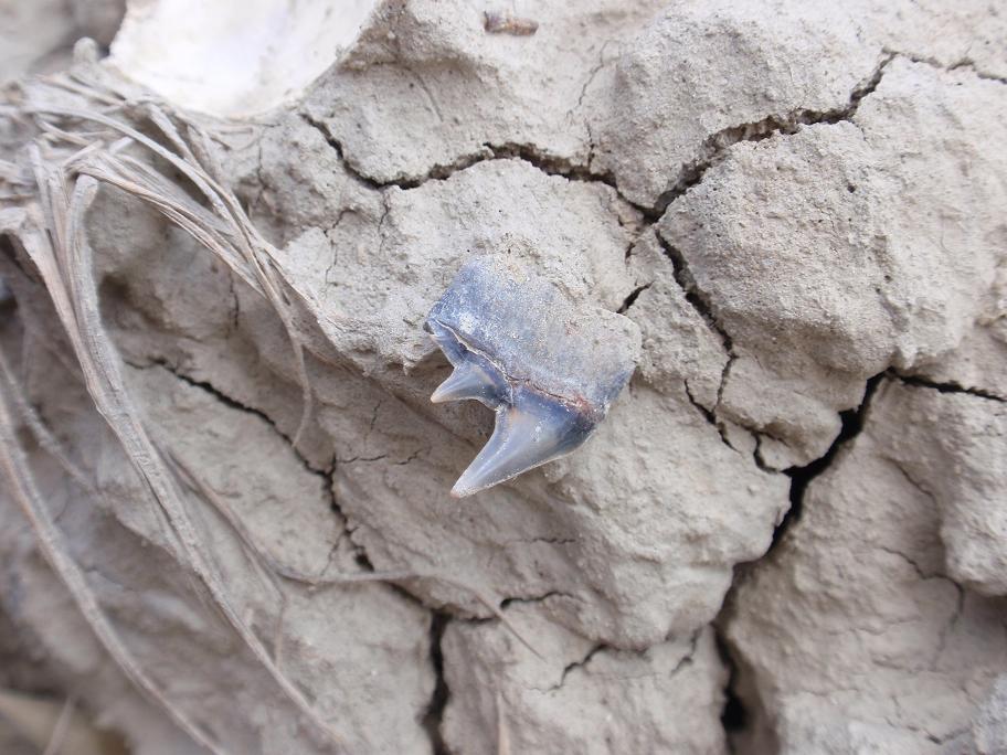 Escursione paleontologica in Toscana