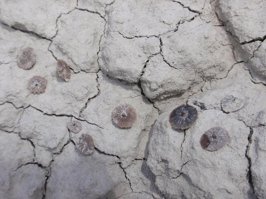 Escursione paleontologica in Toscana