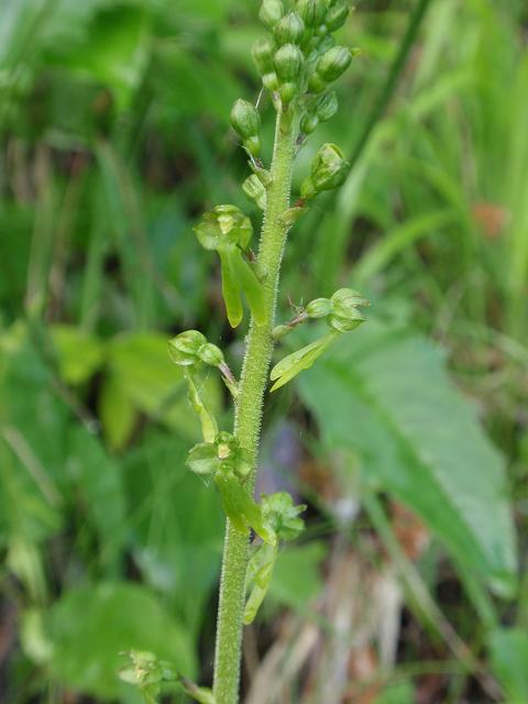 Escursione orchidofila nelle Langhe  (15 maggio)