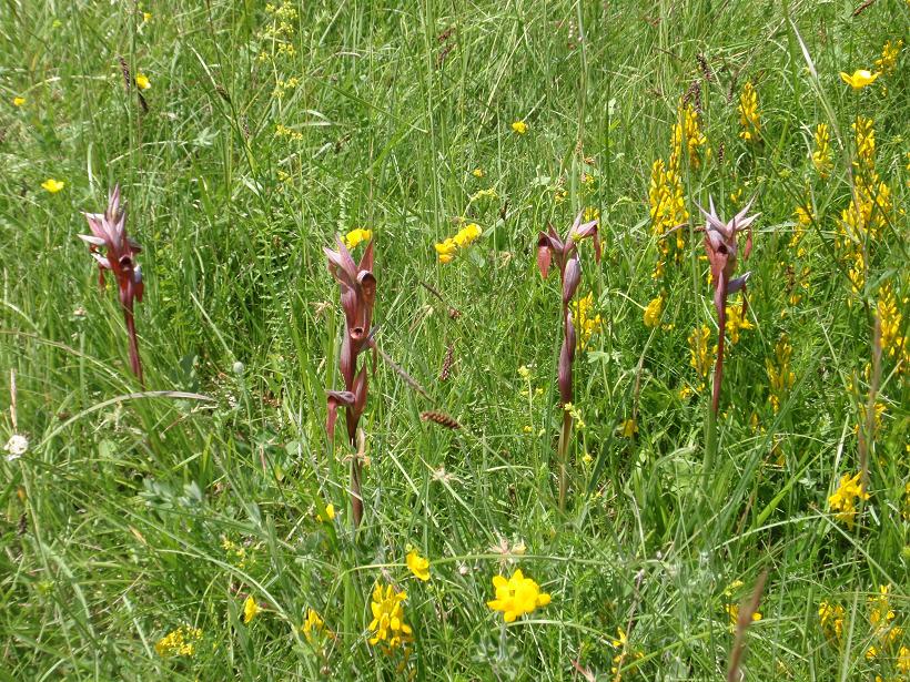 Escursione orchidofila nelle Langhe  (15 maggio)