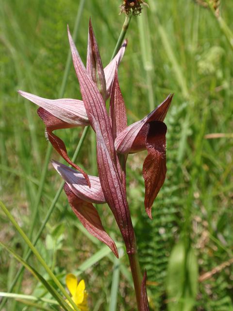 Escursione orchidofila nelle Langhe  (15 maggio)