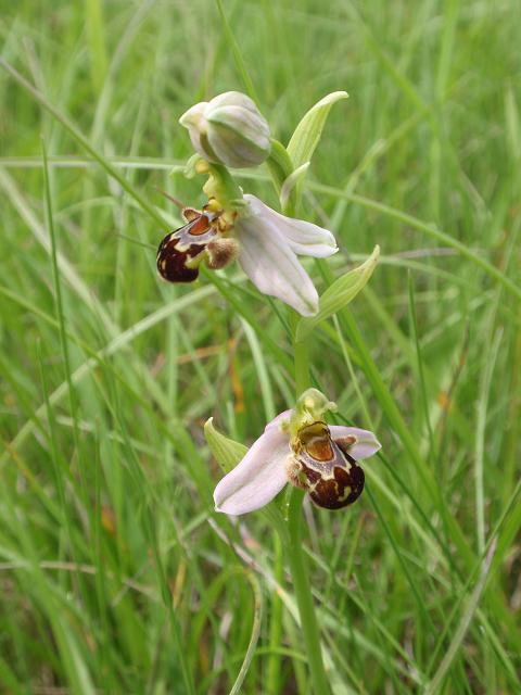 Escursione orchidofila nelle Langhe  (15 maggio)