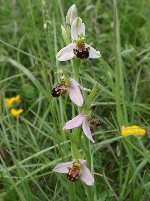 Escursione orchidofila nelle Langhe  (15 maggio)