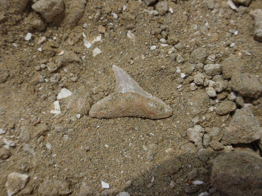 Escursione paleontologica in Toscana