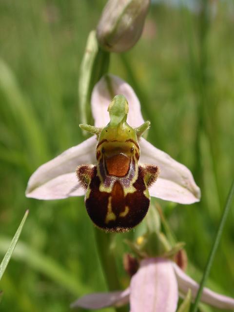 Escursione orchidofila nelle Langhe  (15 maggio)