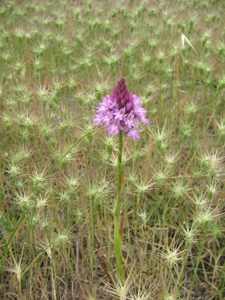 Anacamptis pyramidalis tra piante di Triticum ovatum s.l.