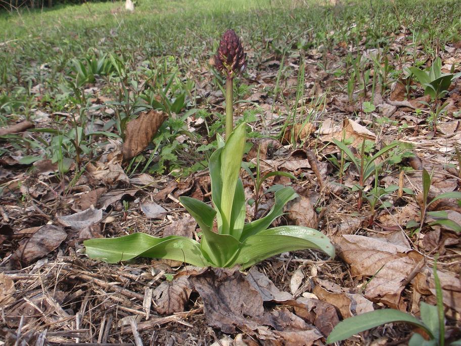 Prima Orchis purpurea in Piemonte