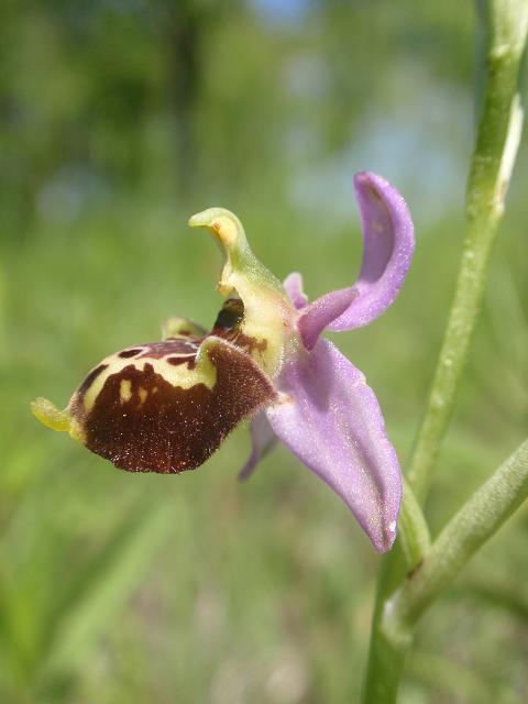 Tutte Ophrys dinarica o... holosericea?!