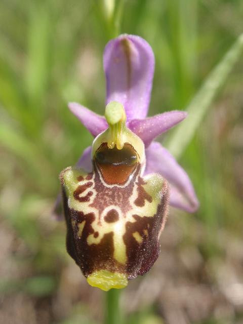 Tutte Ophrys dinarica o... holosericea?!