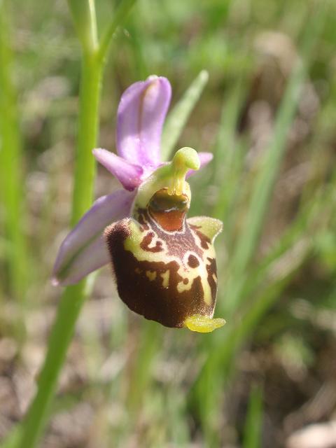 Tutte Ophrys dinarica o... holosericea?!