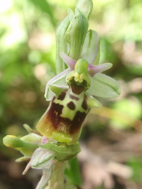 Tutte Ophrys dinarica o... holosericea?!