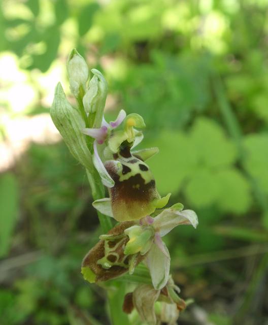 Tutte Ophrys dinarica o... holosericea?!