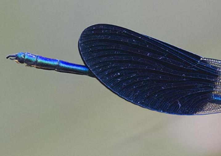 Calopteryx splendens da confermare