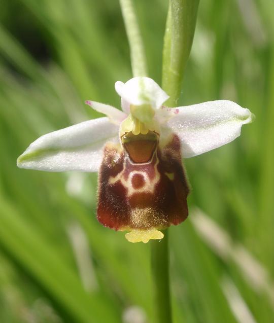 Tutte Ophrys dinarica o... holosericea?!