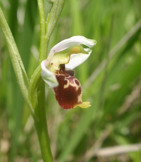 Tutte Ophrys dinarica o... holosericea?!