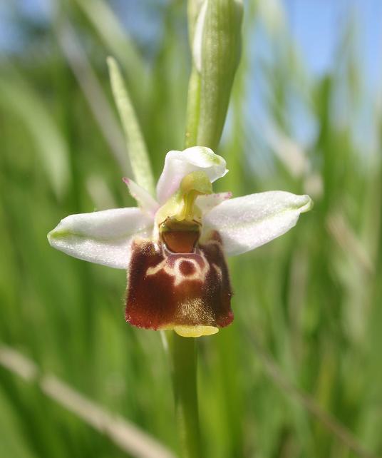 Tutte Ophrys dinarica o... holosericea?!