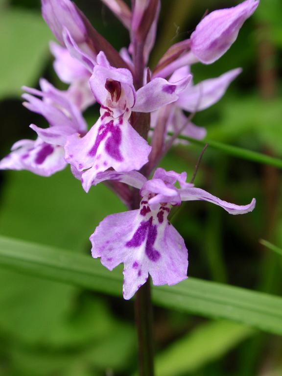 Dactylorhiza... quale?