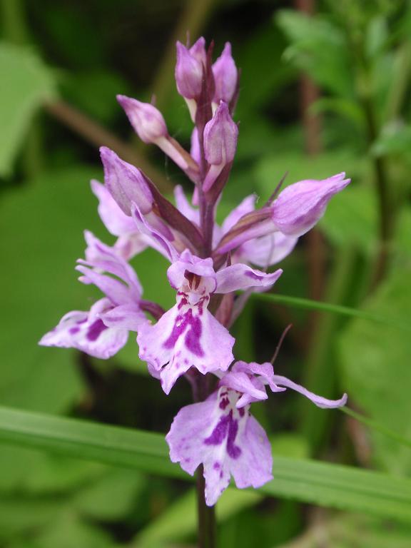 Dactylorhiza... quale?