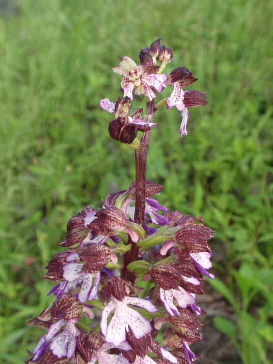 Una distesa di purpurea!