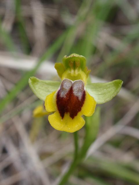 Escursione orchidofila nelle Langhe  (15 maggio)