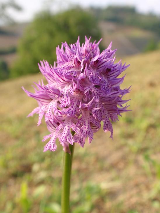 Anche le N. tridentata di preparano!