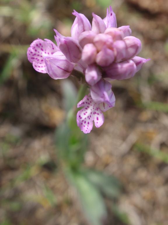 Anche le N. tridentata di preparano!