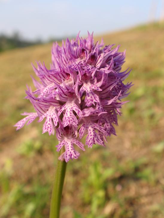 Anche le N. tridentata di preparano!