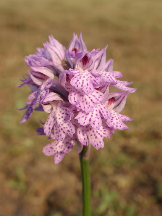 Anche le N. tridentata di preparano!