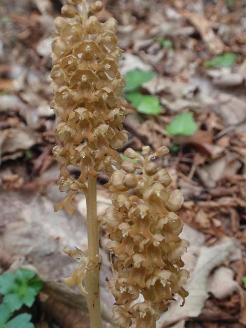 Escursione orchidofila nelle Langhe  (15 maggio)