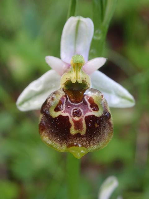 Escursione orchidofila nelle Langhe  (15 maggio)