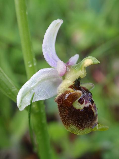 Escursione orchidofila nelle Langhe  (15 maggio)