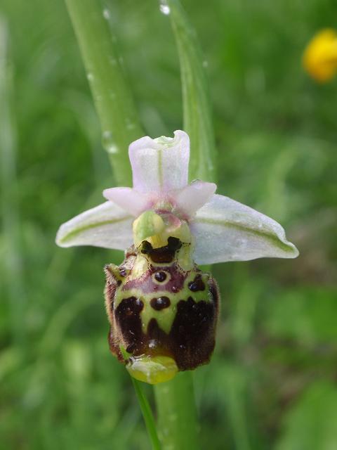 Escursione orchidofila nelle Langhe  (15 maggio)